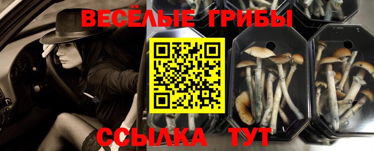 Беслан  Галлюциногенные грибы Psilocybine cubensis  Вход с VPN  Псилоцибиновые грибы Cubensis 